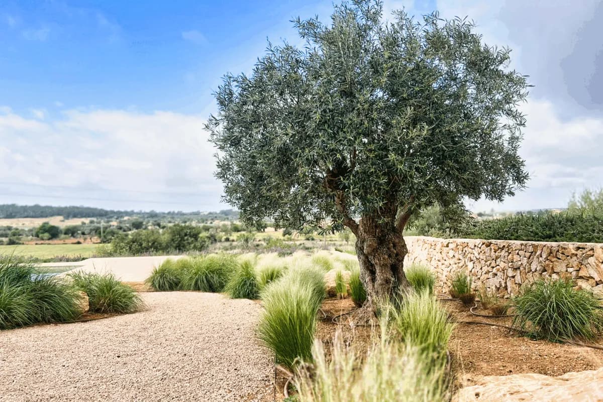Olive tree in a Mediterranean garden